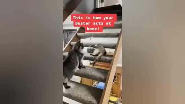 1 HOUR FUNNY CATS COMPILATION 2022😂| Super FUNNIEST Cats Videos In 2022 😂