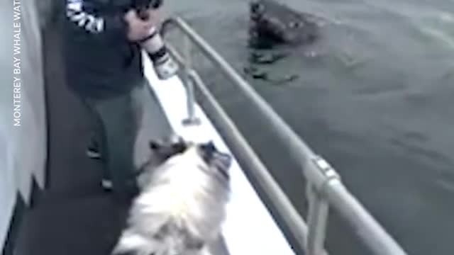 It was a big day for Skipper! The 1-year-old Australian shepherd met two humpback whales.