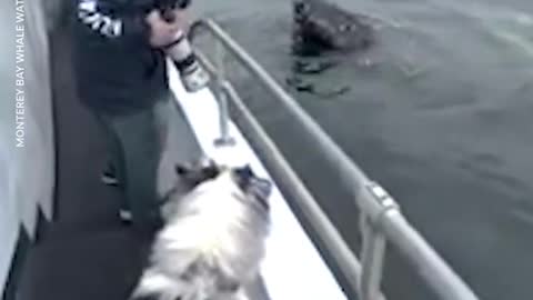 It was a big day for Skipper! The 1-year-old Australian shepherd met two humpback whales.