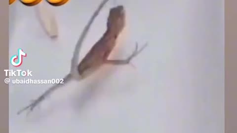 Lizard Dance