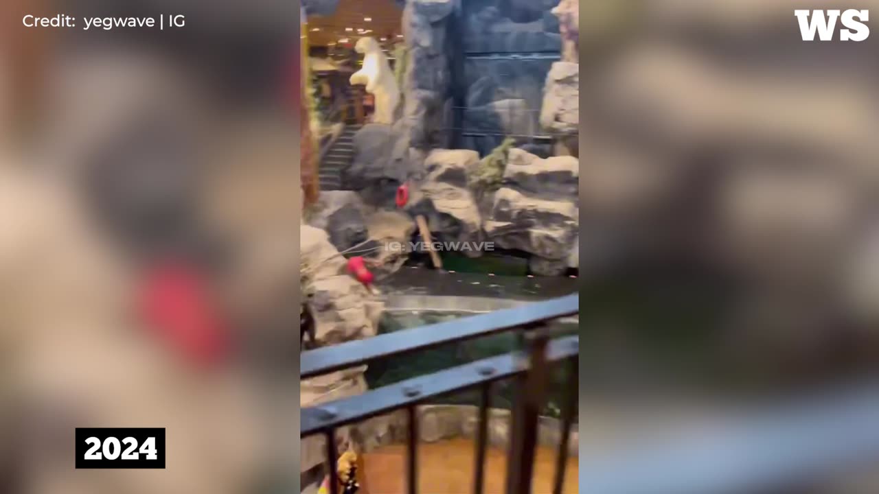 Caught on Camera: Man Dives into Bass Pro Fish Tank at CrossIron Mills