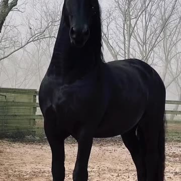 Beautiful majestic horses, freedom