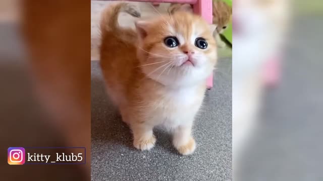 compilation of videos featuring cute cats, kittens, and babies