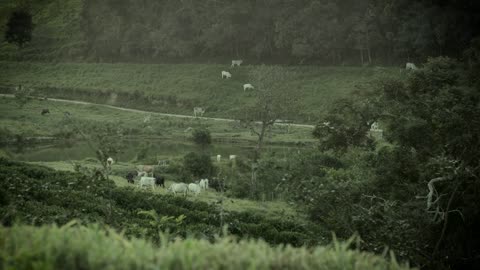 Cows Fields Agriculture Meadow Animals Rural