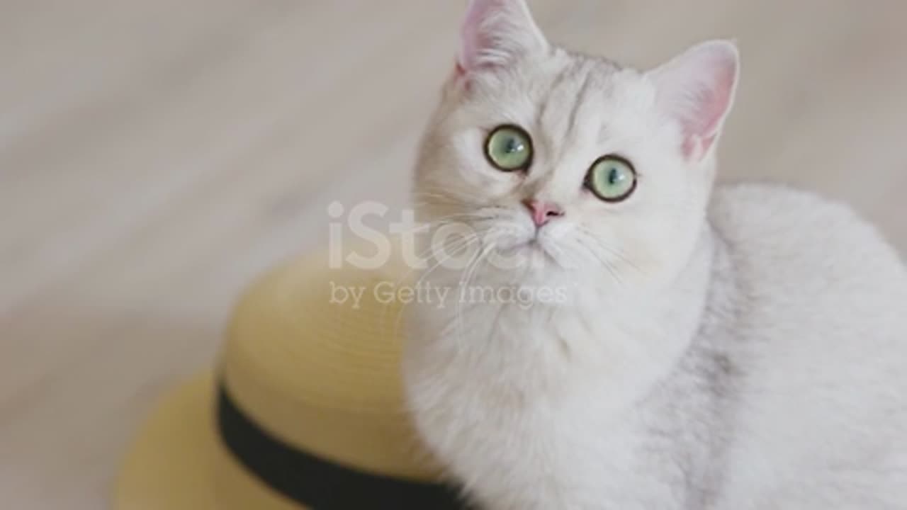 A Cute Whitegray British Cat Play With Ball In The Light Interior