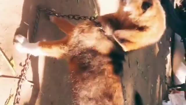 Dog prank nepali