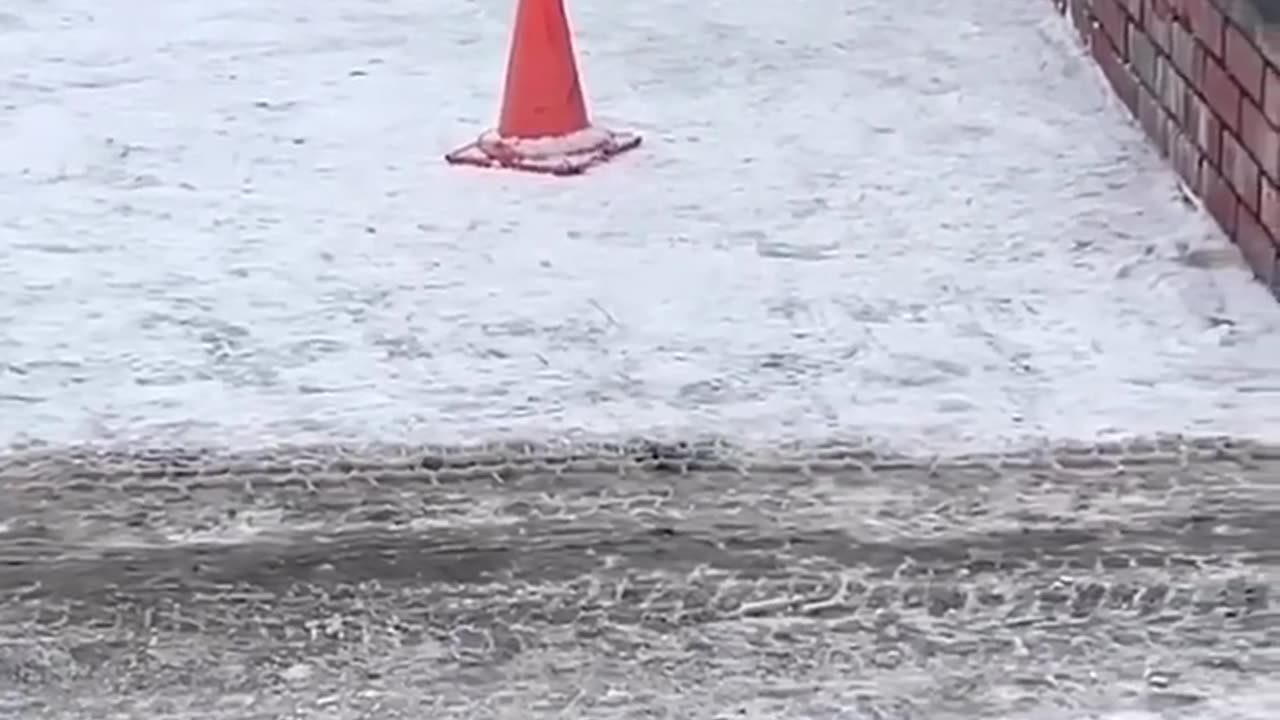 Funny video with animal's funny video