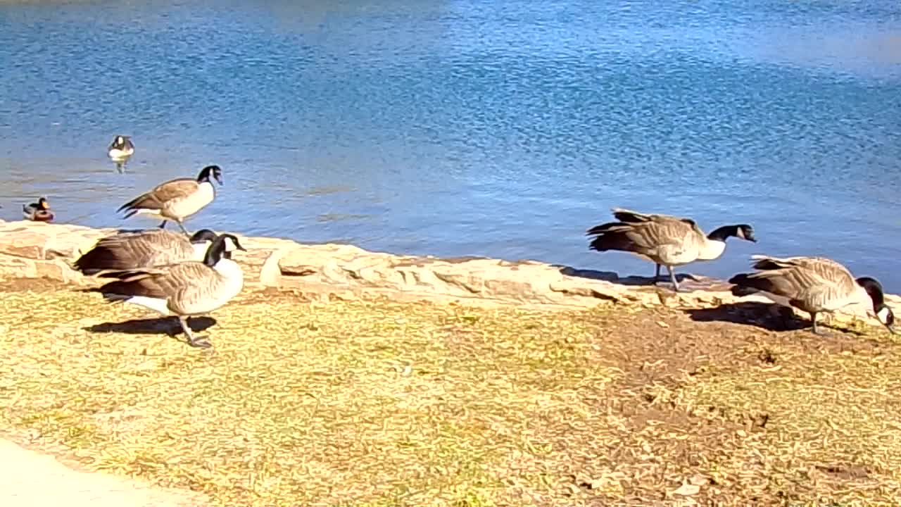 Peaceful Canadians with Feathers--Drive by Canadian Geese