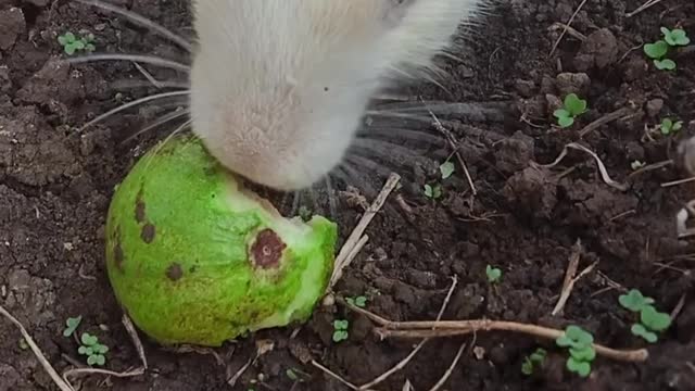 Cute rabbit 🐇🐇🐇 🐰