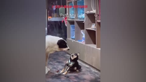 New funny Animals 2023 funniest cats and Dogs video 😍😍😘😘