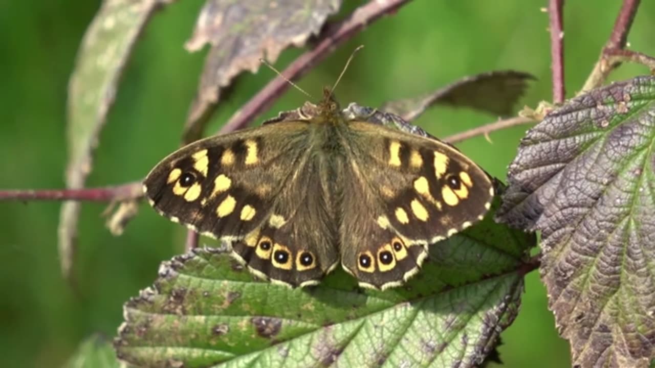 "Fluttering Jewels: Exploring the Enchanting Beauty of Butterflies"