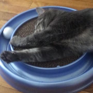 Play time with new toy