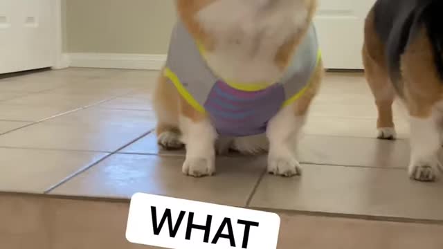 Dressed up corgi discusses career ambitions Hammy and Olivia