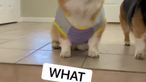 Dressed up corgi discusses career ambitions Hammy and Olivia
