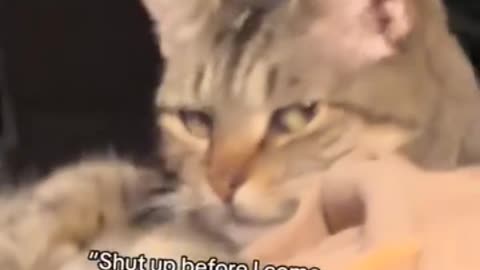 That face, that look...🐈😏😾😂😂