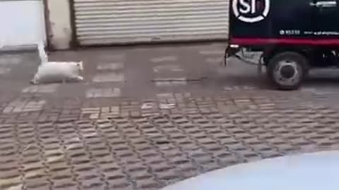 Funny animals 2023Funniest Cats and Dogs Video #shorts