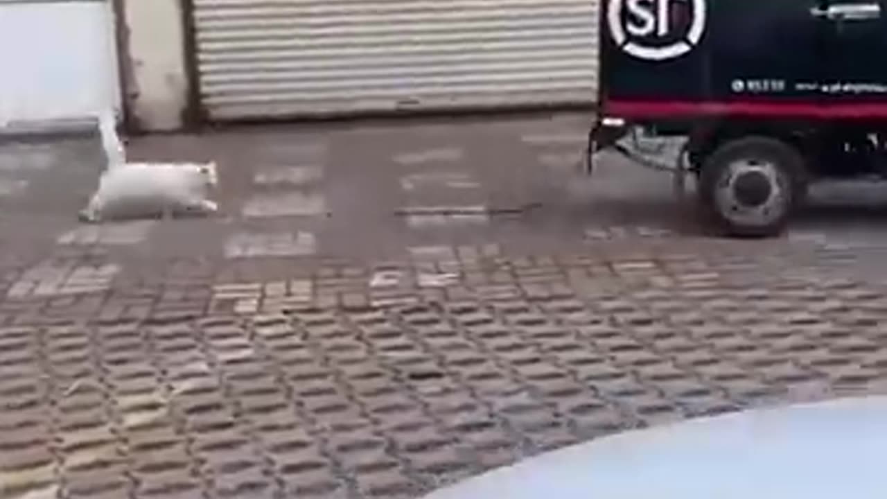 Funny animals 2023Funniest Cats and Dogs Video #shorts