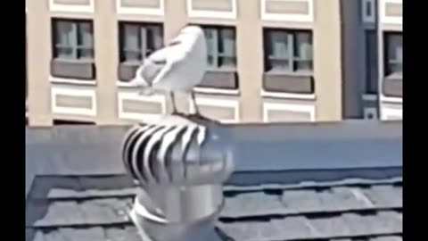 birds