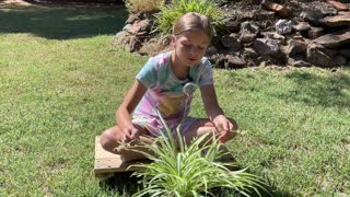 Gardening made easy - Tips on How to propagate Airplane Plant or Spider Plant
