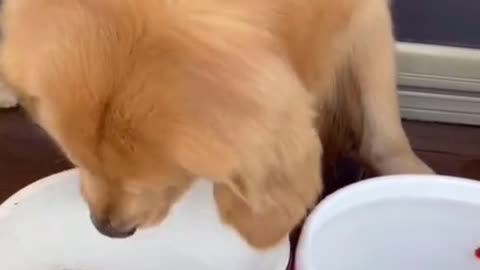 The dog is changing water for his goldfish.