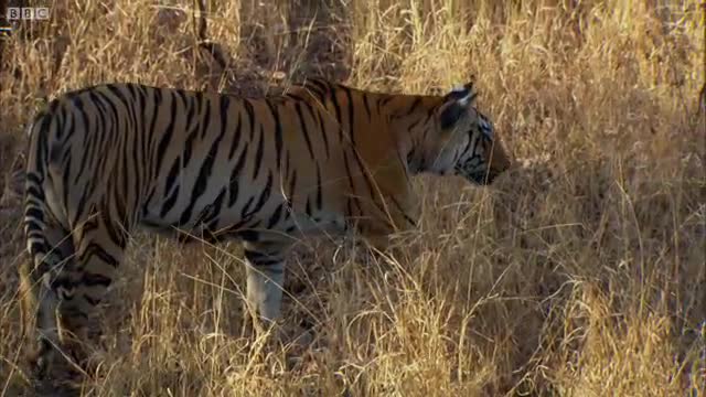 Tiger - David Attenborough - Tiger - Spy in the Jungle - BBC Earth_Cut