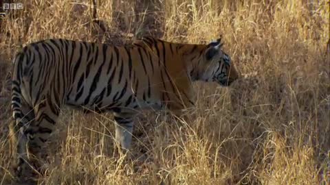 Tiger - David Attenborough - Tiger - Spy in the Jungle - BBC Earth_Cut