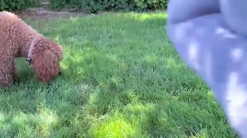 This Dog Bed Is So Comfortable!