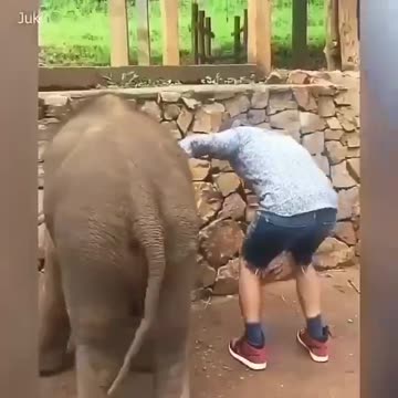 Playful elephant