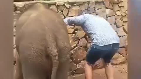Playful elephant