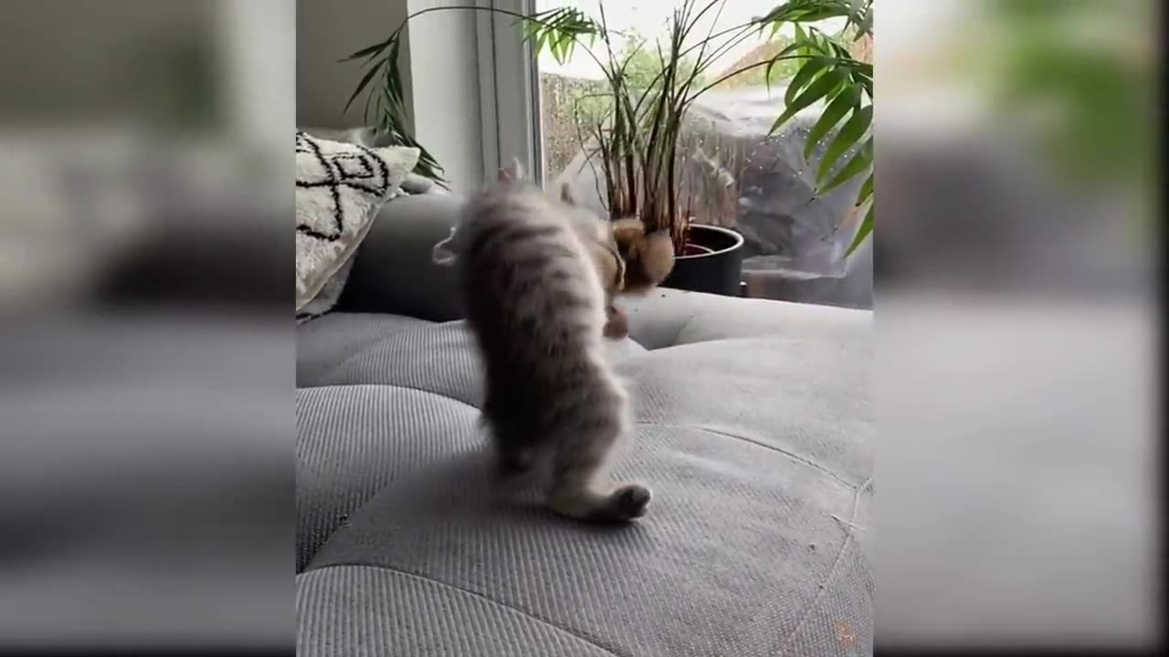 Funny Cat and Dog Videos That Will Make Your Day