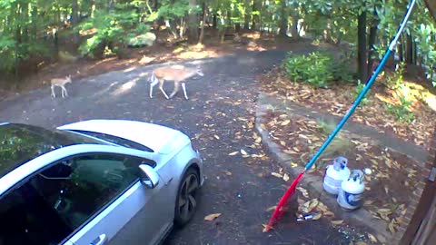 Family of deer