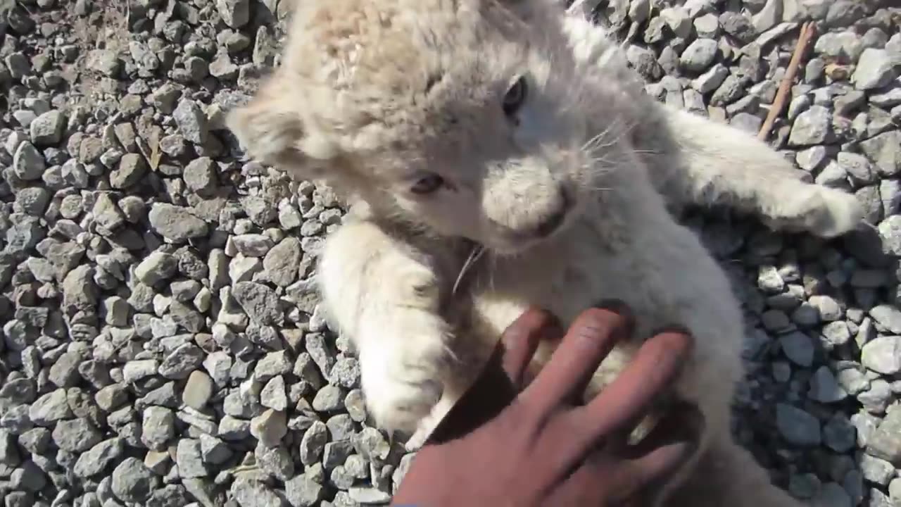 Newly born cub and dog