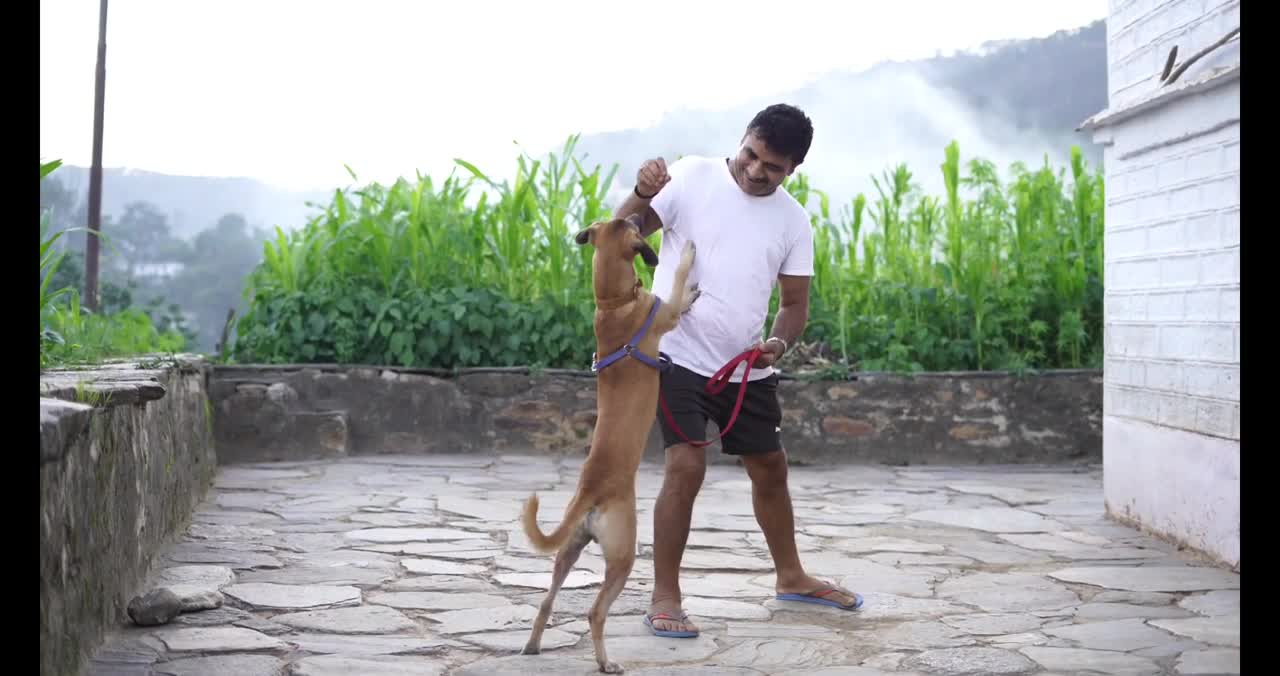 Train your dog in a fun way as in dog training academy