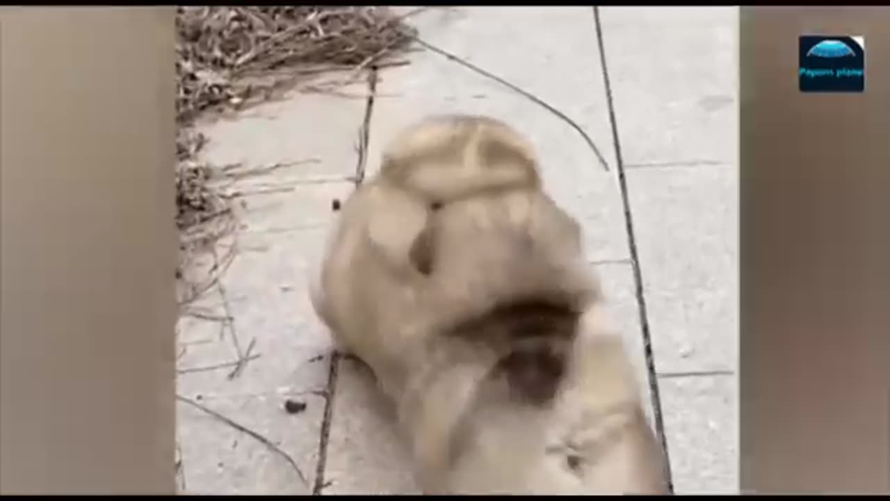 FUNNY ANIMALS VIDEOS