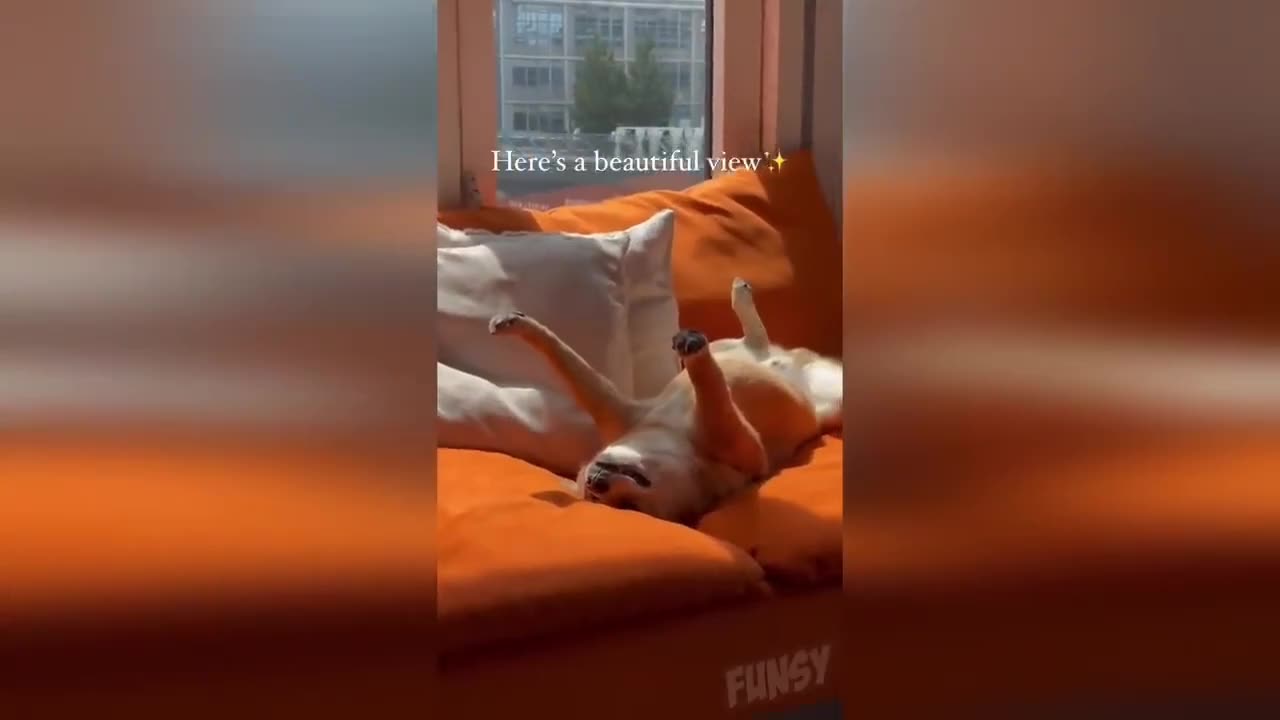 funny animals