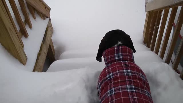 Pup Plows Down Snowy Steps