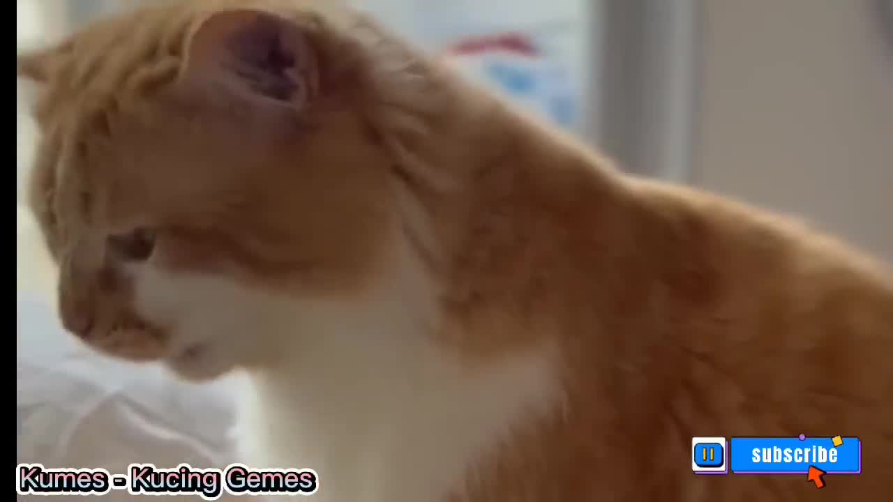 THE SOUND OF A CAT CALLING HIS FRIENDS