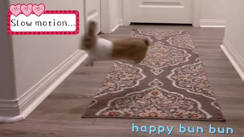 Flying Bunny Binky +slow motion