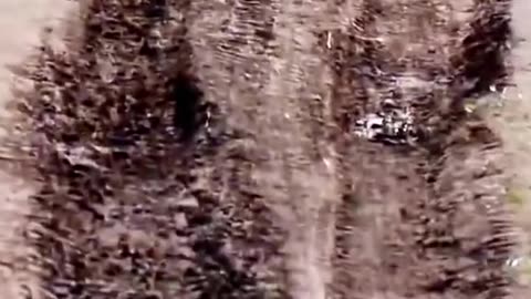 Hyenas attack deer