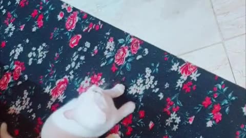 My lover cat