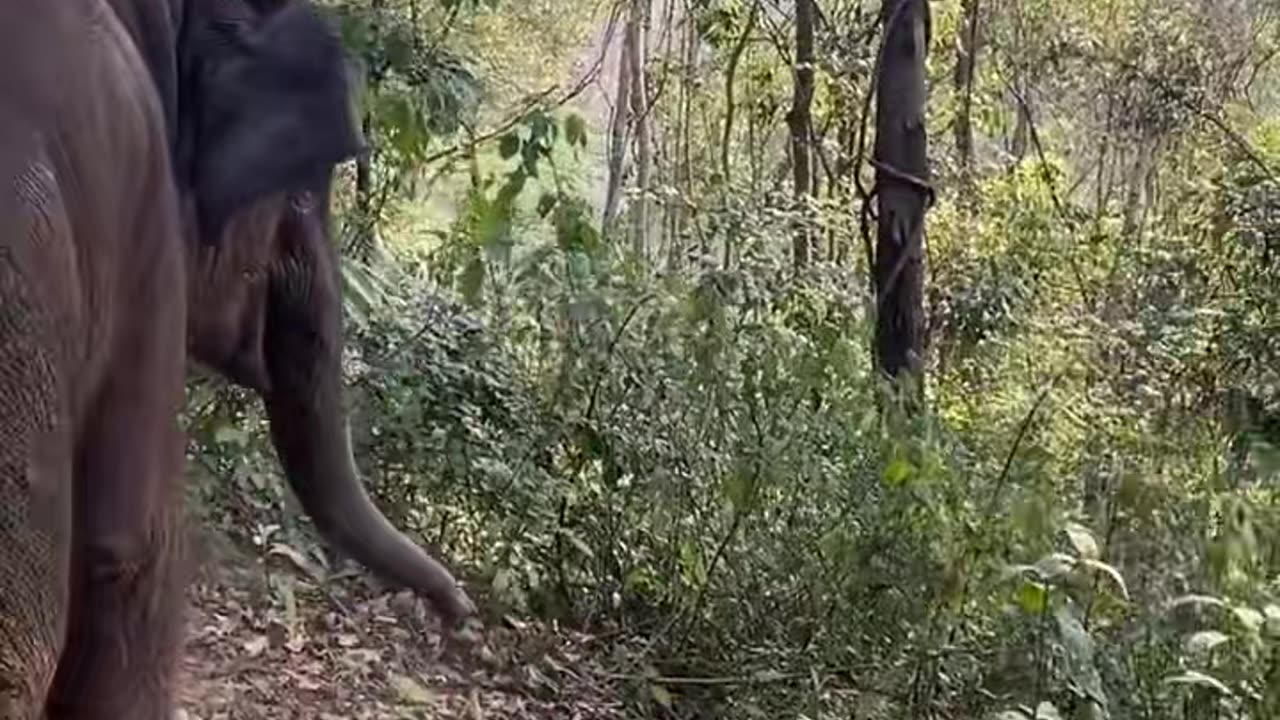 Elephants are startled to play with stakes by