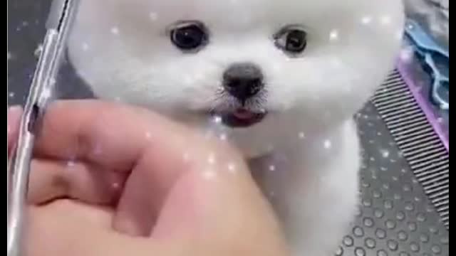 Cute Dog Making-up