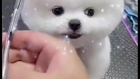 Cute Dog Making-up