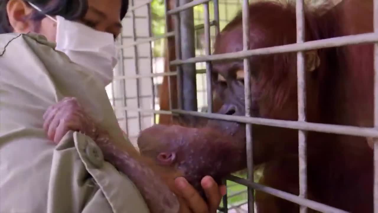Cubs Reunited With Their Parents After Years!