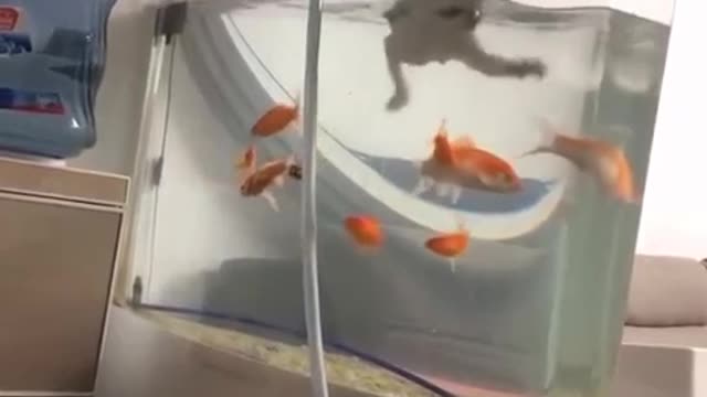The cat is a fisherman.