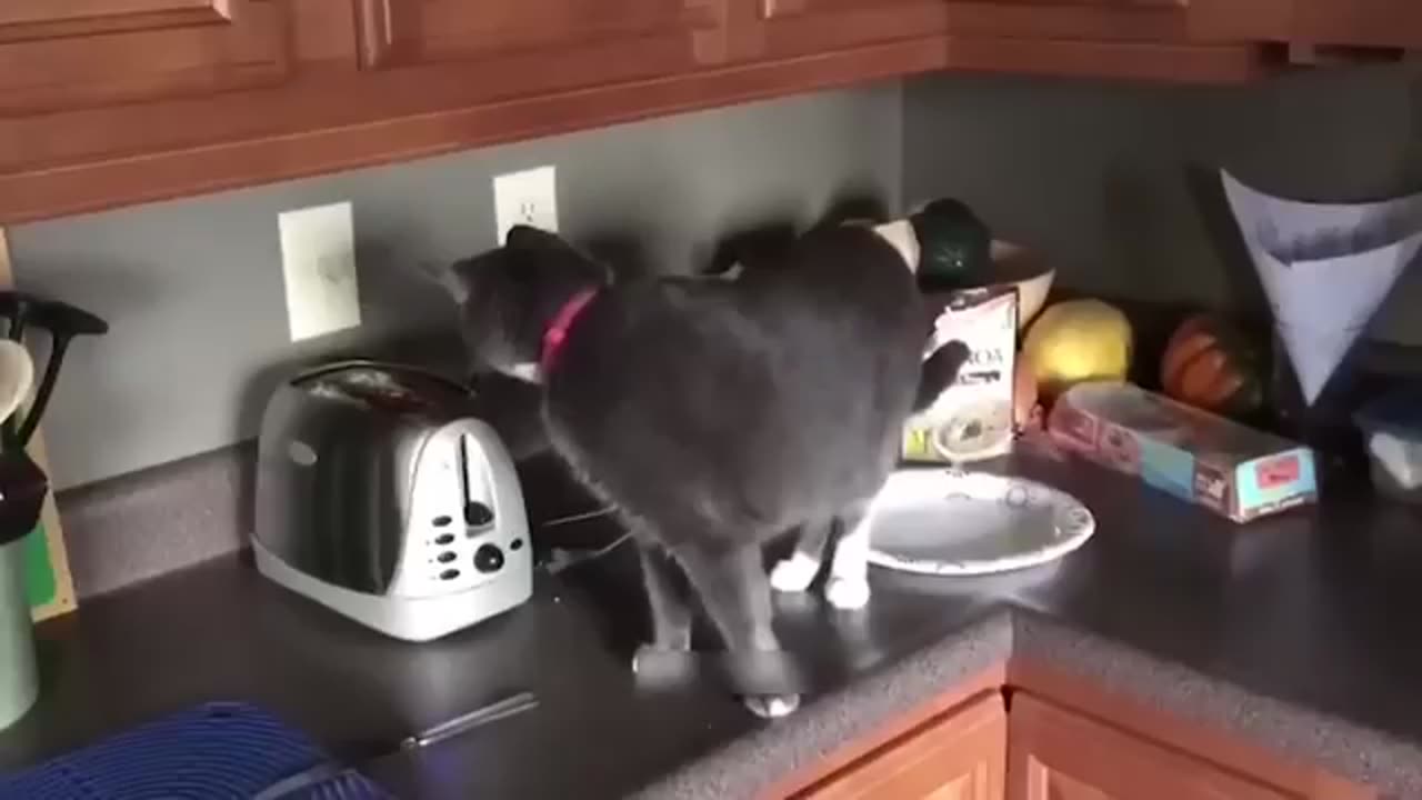 Animals videos, funny vedio, funny animal scenes.