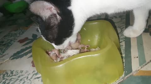 Cute Kitten Eating Dinner