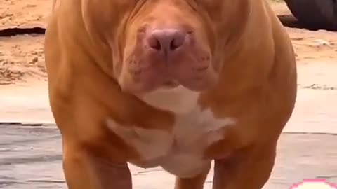 best beautiful pitbulls