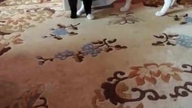 Jokes about animals