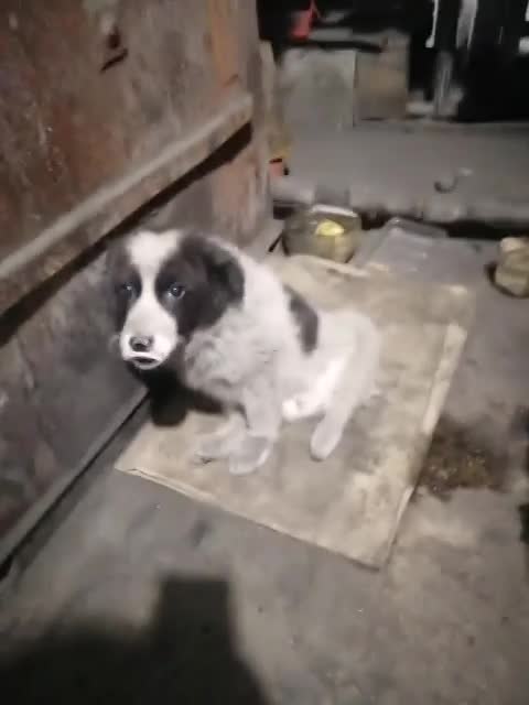 Our four-legged friends, offended by fate